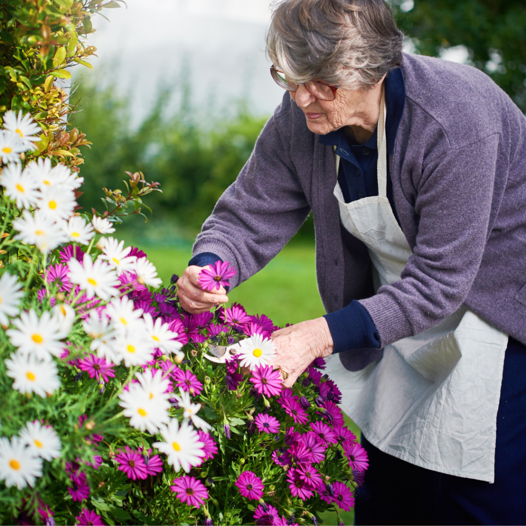 Accessible Spring Gardening: Elderly lady cutting flowers from a garden
