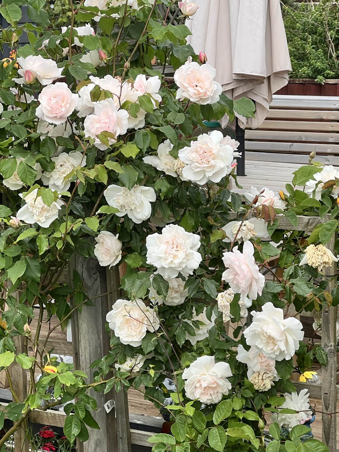 Premier Community's Garden Show Winners