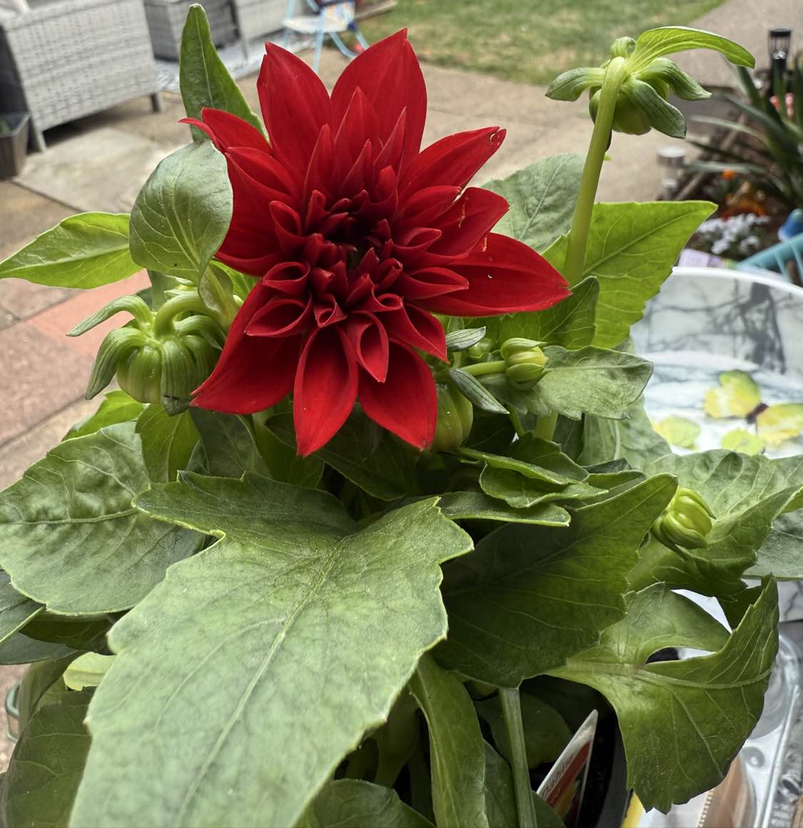Premier Community's Garden Show Winners