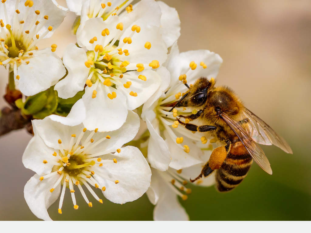 Hay Fever in the Elderly: What You Need to Know and Top Tips for Relief