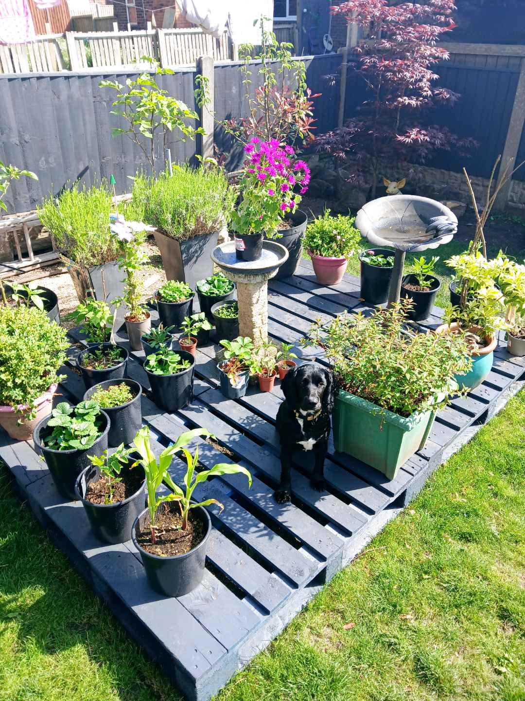 Premier Community's Garden Show Winners