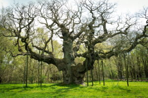 Major Oak - Accessible Days Out in Nottinghamshire